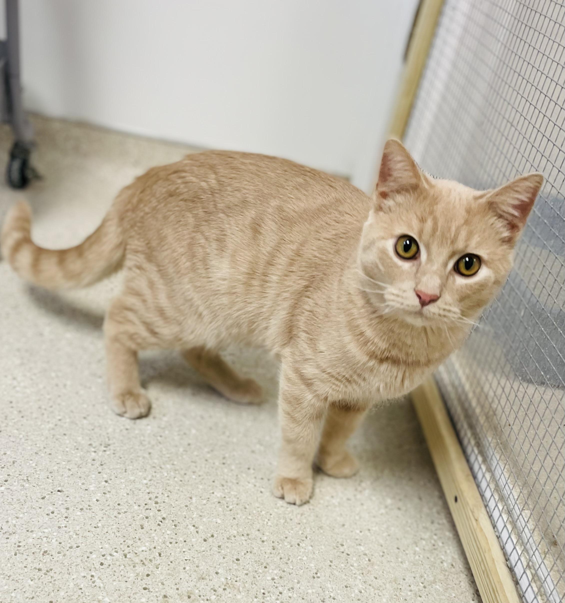 Owen (FeLV+) — thumbnail 5