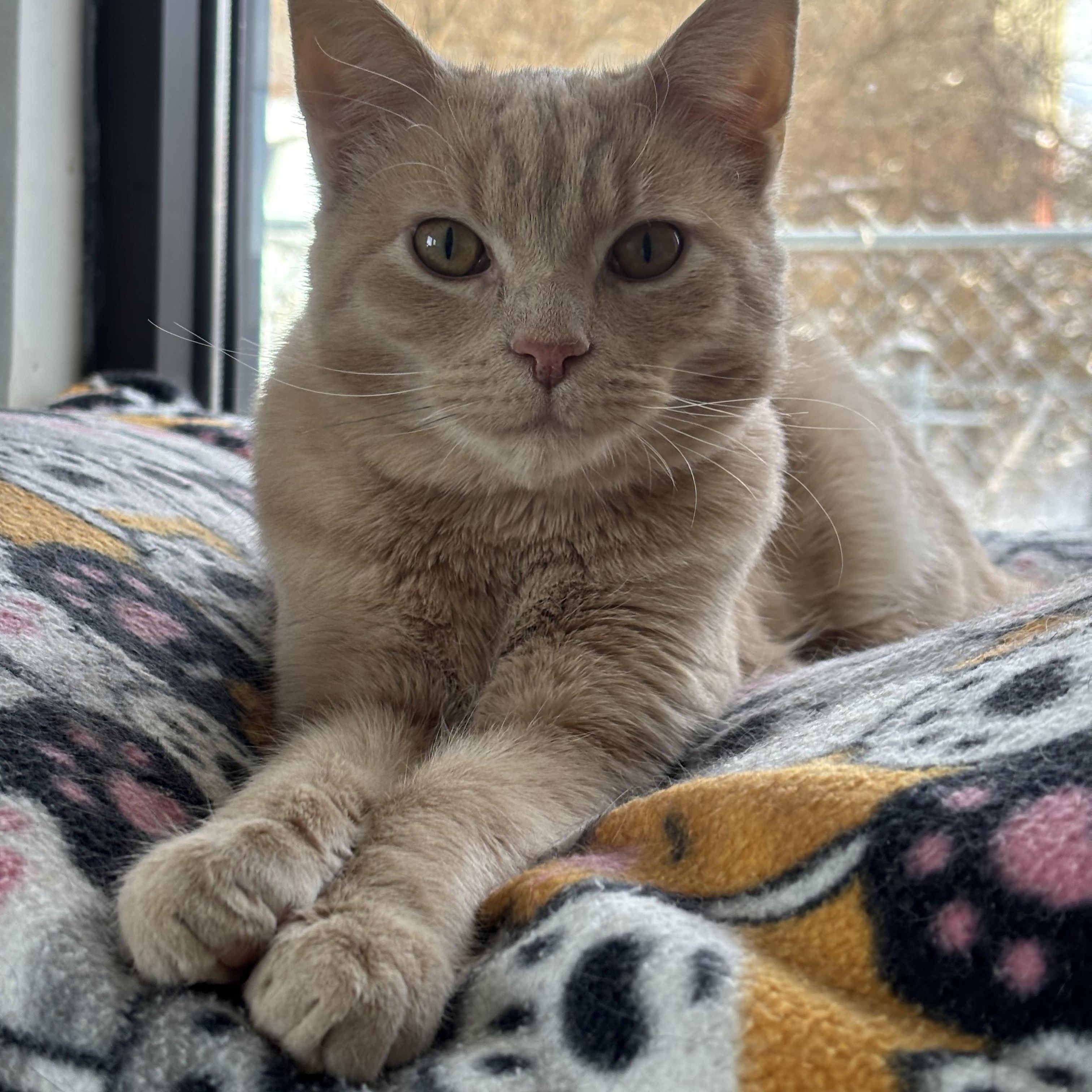 Owen (FeLV+) — thumbnail 6