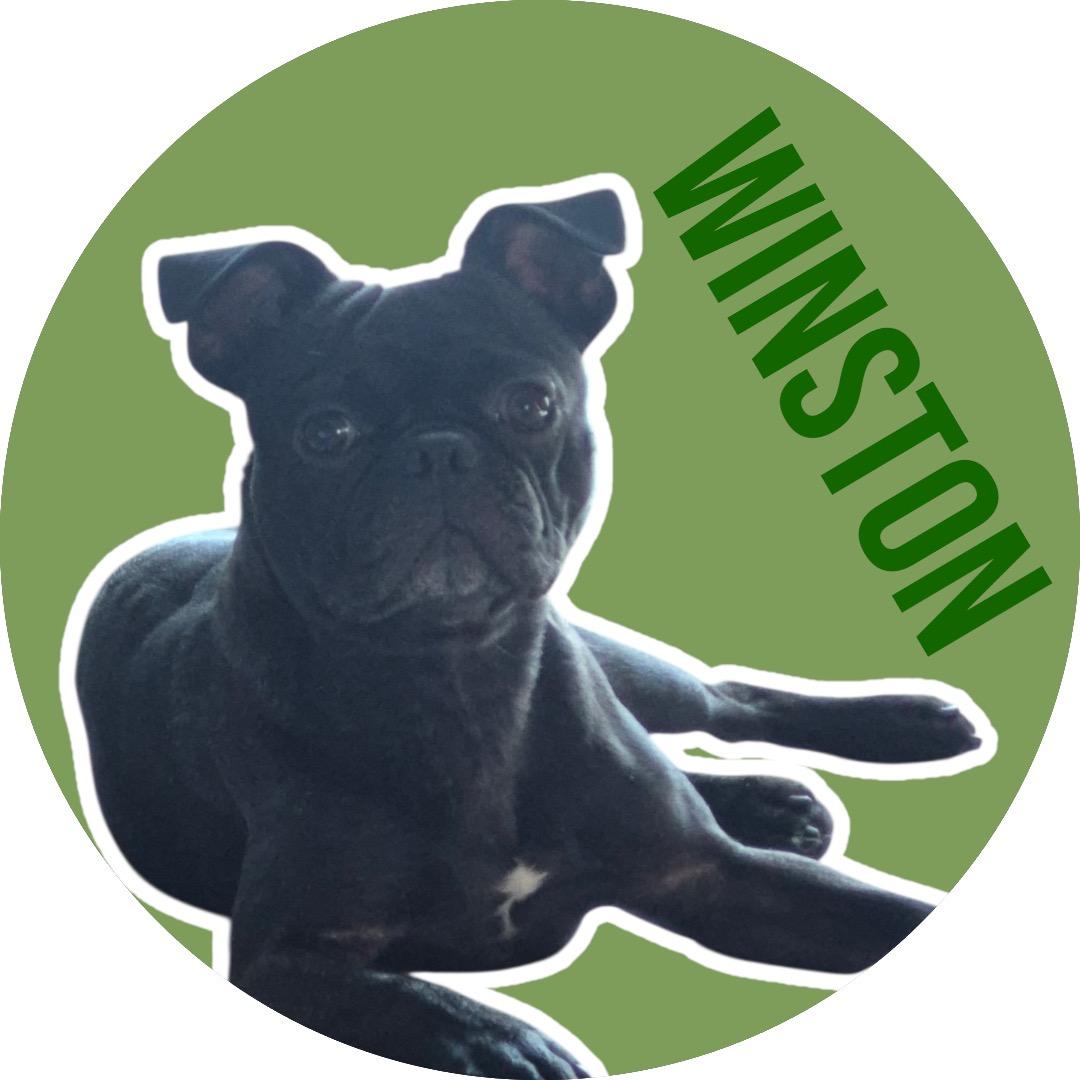 Enlarge Winston, a ADOPTABLE mixed breed in Athens, TX image 1/3