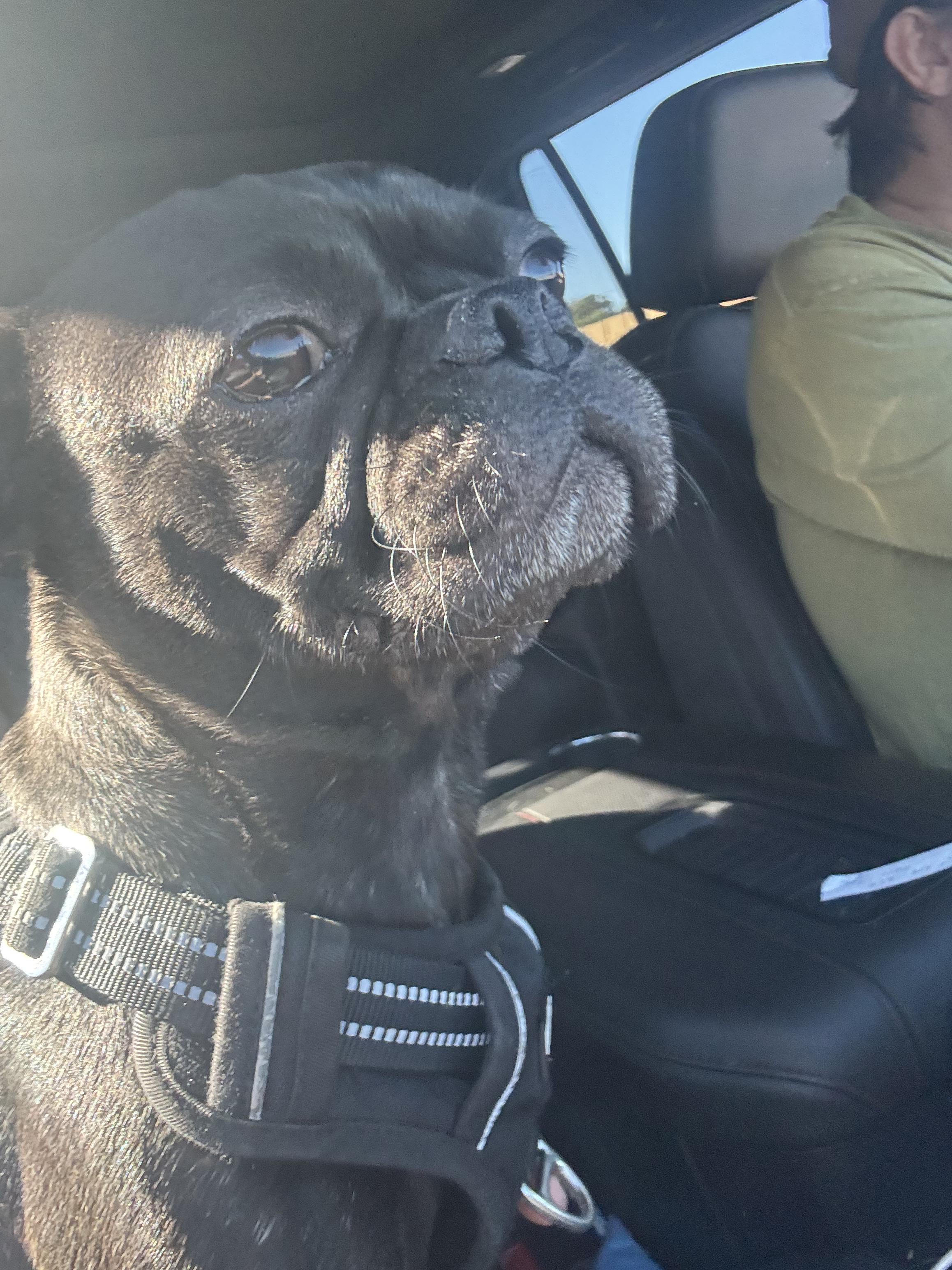 Enlarge Winston, a ADOPTABLE mixed breed in Athens, TX image 2/3