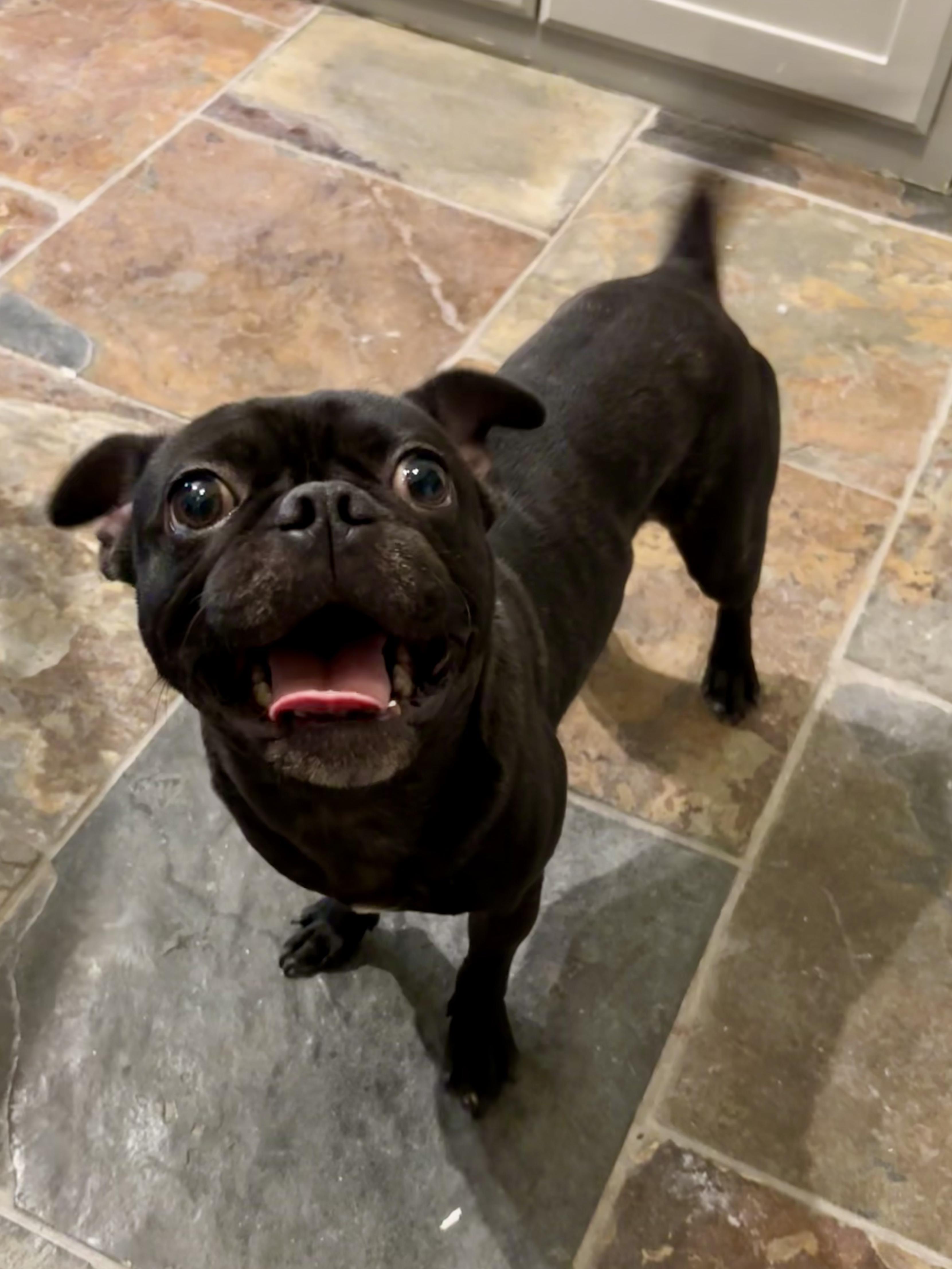 Enlarge Winston, a ADOPTABLE mixed breed in Athens, TX image 3/3