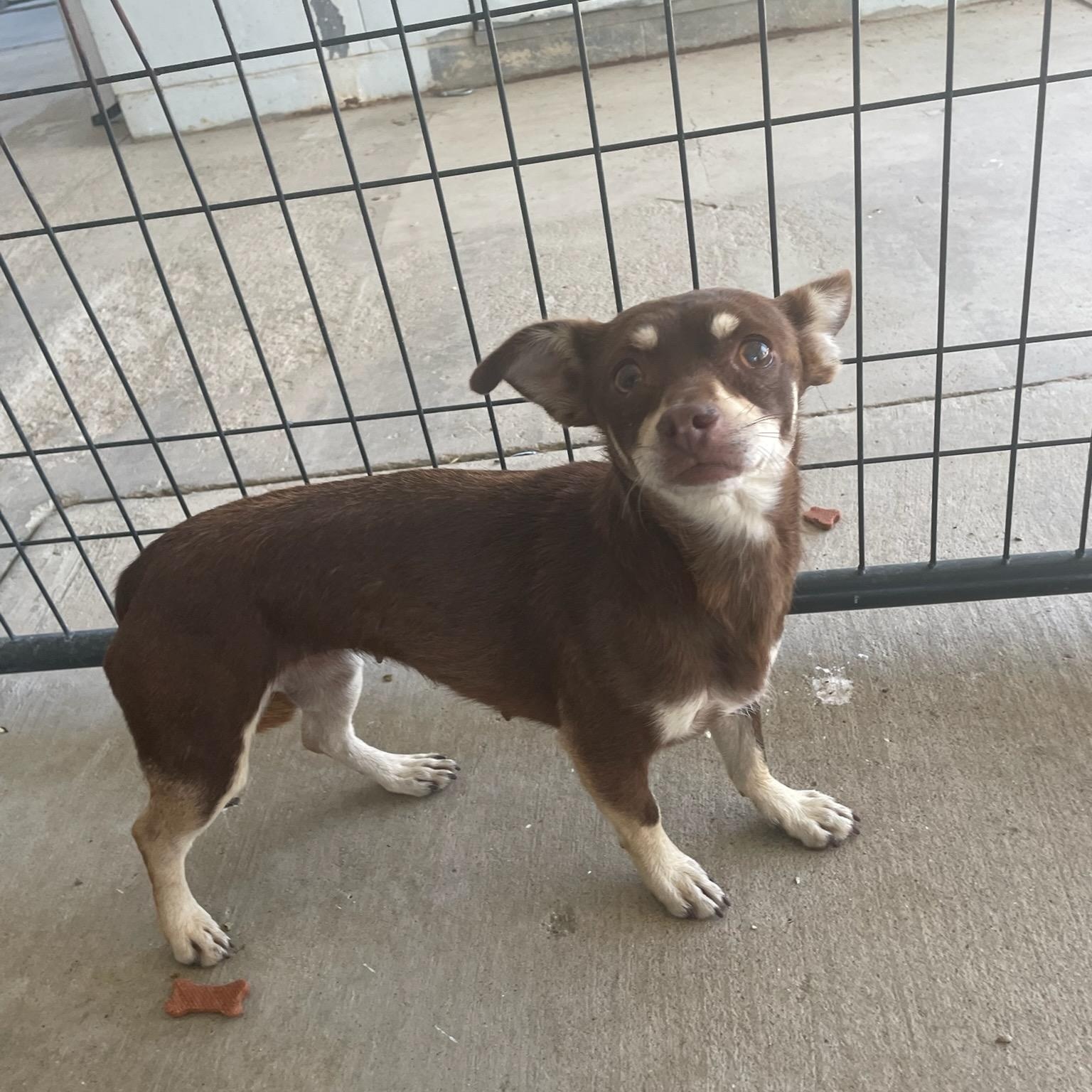 MARIAH CAREY ( AVAILABLE on 7/14/26), ADOPTABLE, Adult Female Chihuahua.