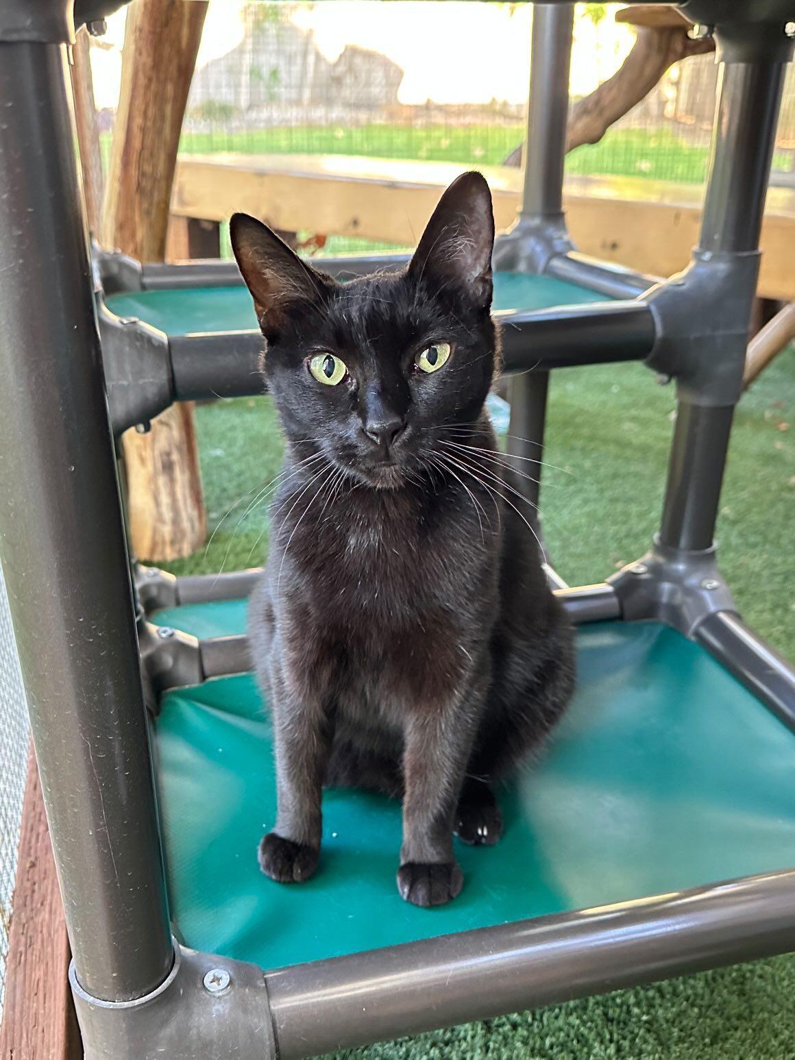 Phoebe, an adoptable Domestic Short Hair, Bombay in Pasadena, CA, 91116 | Photo Image 1