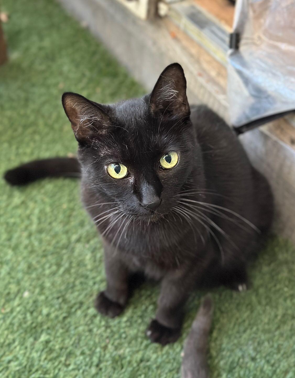 Phoebe, an adoptable Domestic Short Hair, Bombay in Pasadena, CA, 91116 | Photo Image 3