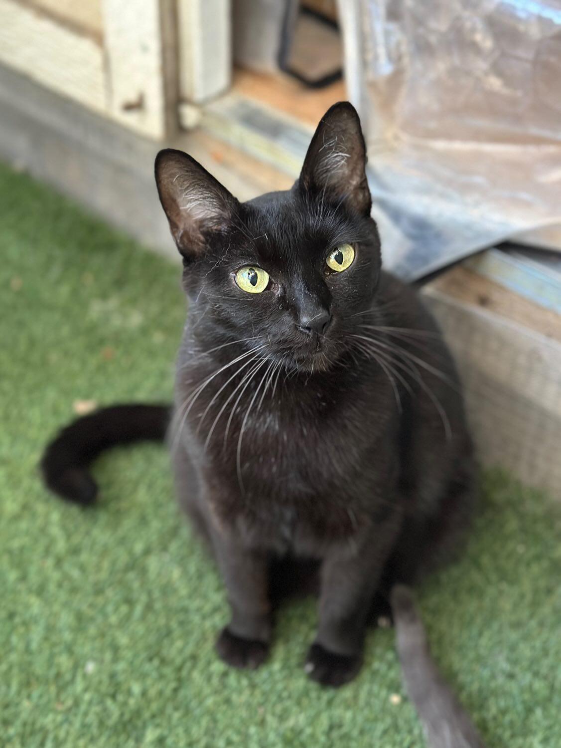 Phoebe, an adoptable Domestic Short Hair, Bombay in Pasadena, CA, 91116 | Photo Image 4