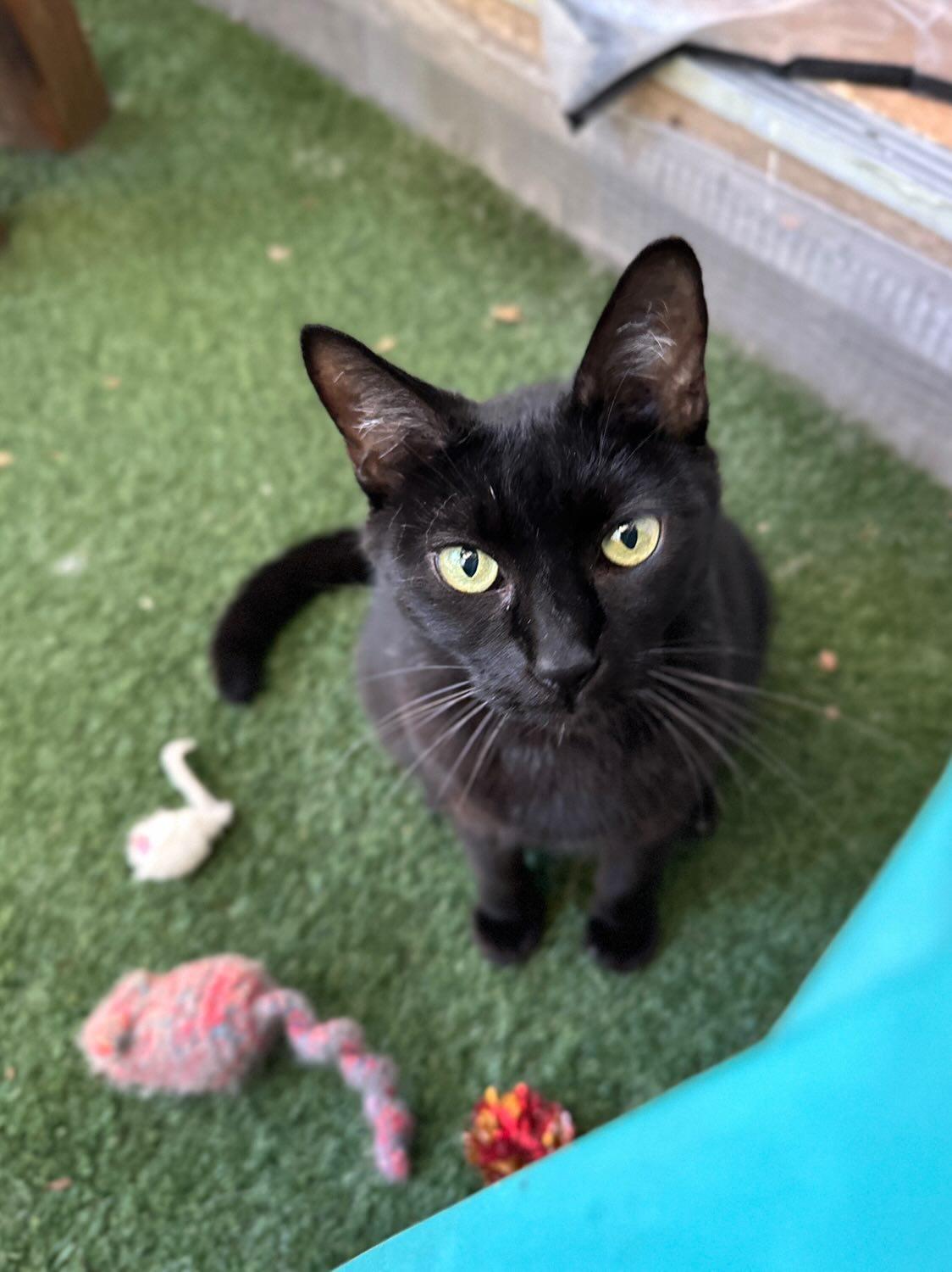 Phoebe, an adoptable Domestic Short Hair, Bombay in Pasadena, CA, 91116 | Photo Image 2