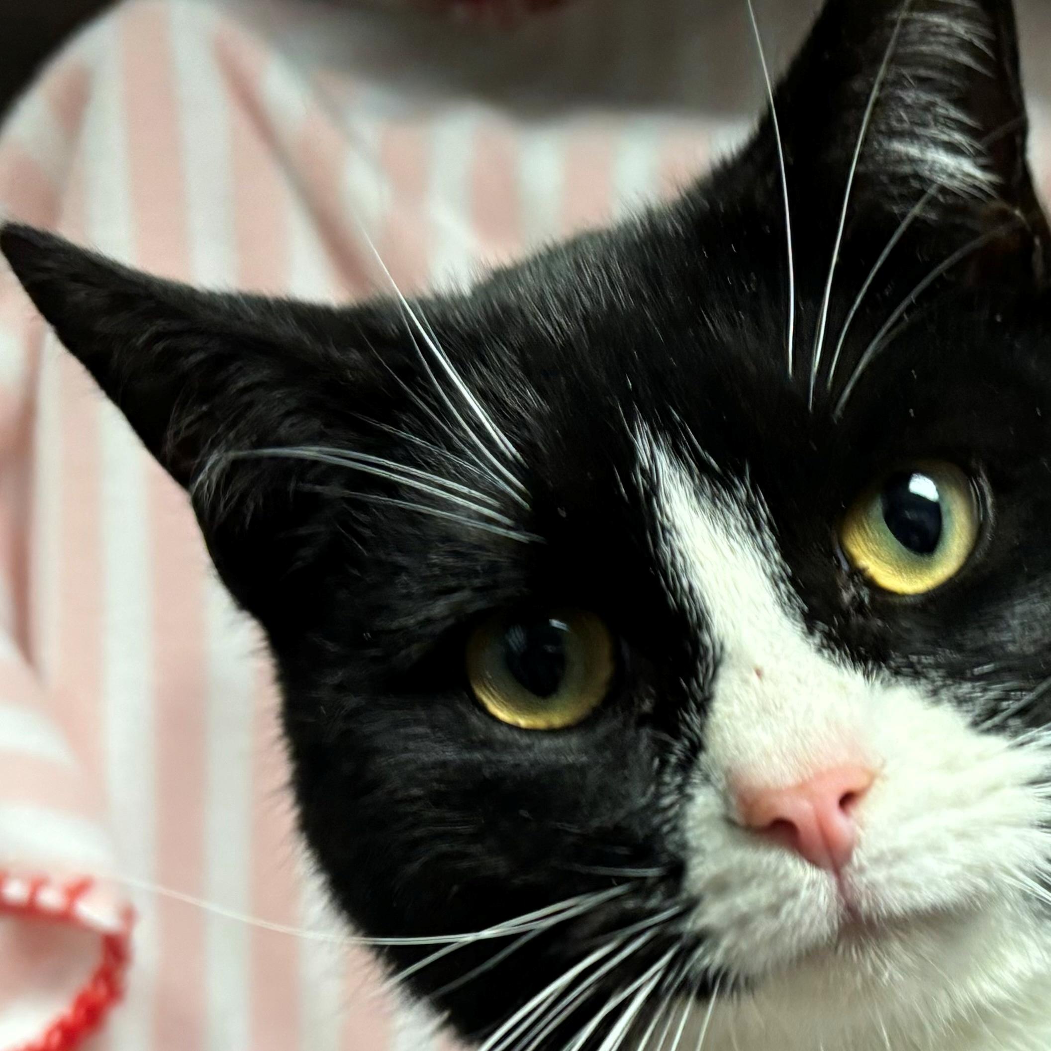 Sprinkles, a ADOPTABLE Domestic Short Hair in Edinburg, VA image 2/2