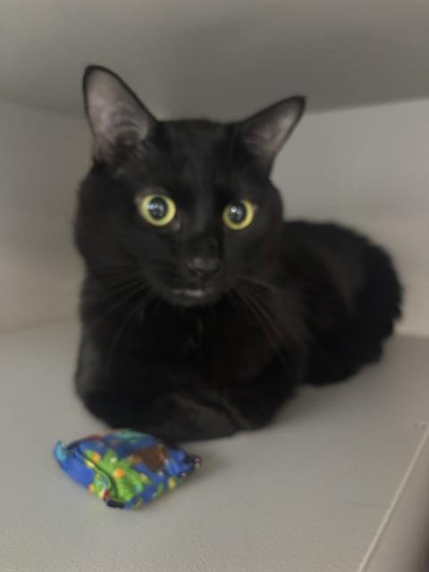 BOYFRIEND, Adoptable, Young Male Domestic Short Hair.