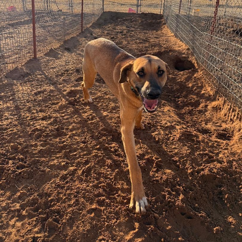 Hank, a ADOPTABLE mixed breed in Sentinel, OK image 3/3