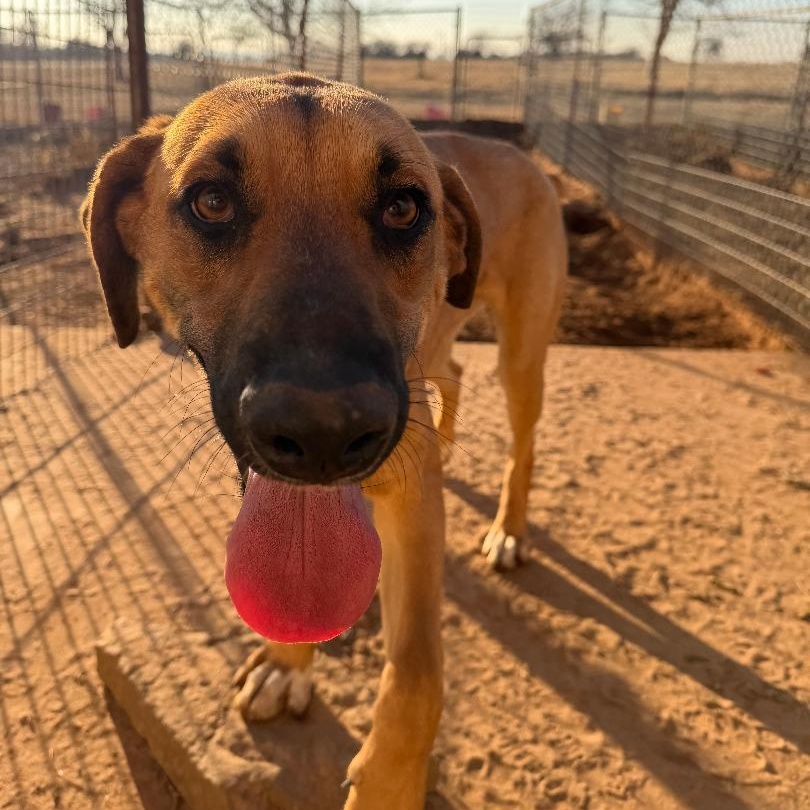 Hank, a ADOPTABLE mixed breed in Sentinel, OK image 2/3