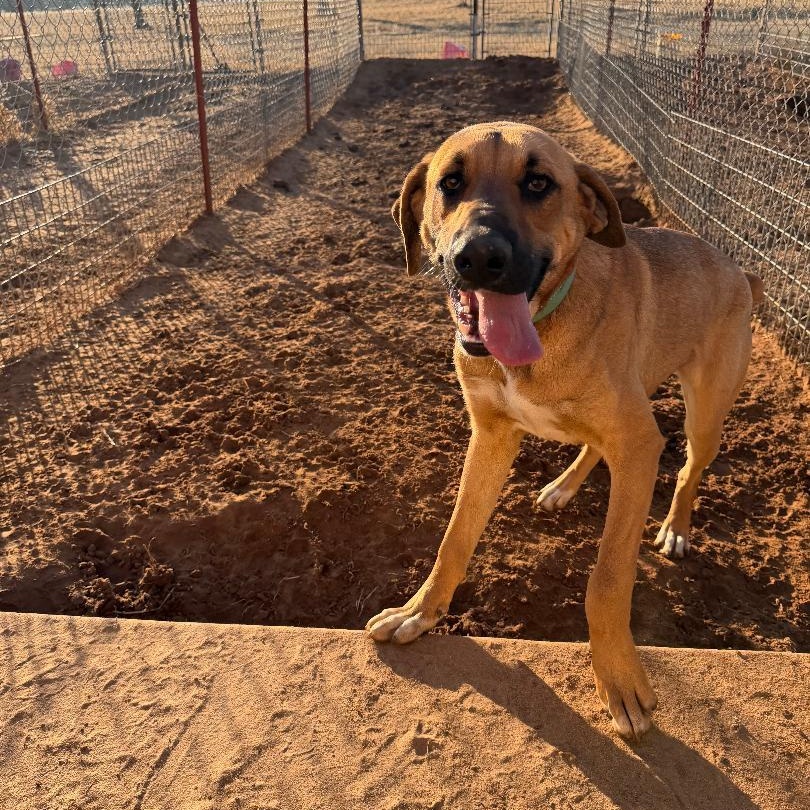 Hank, ADOPTABLE, Young Male Treeing Walker Coonhound.