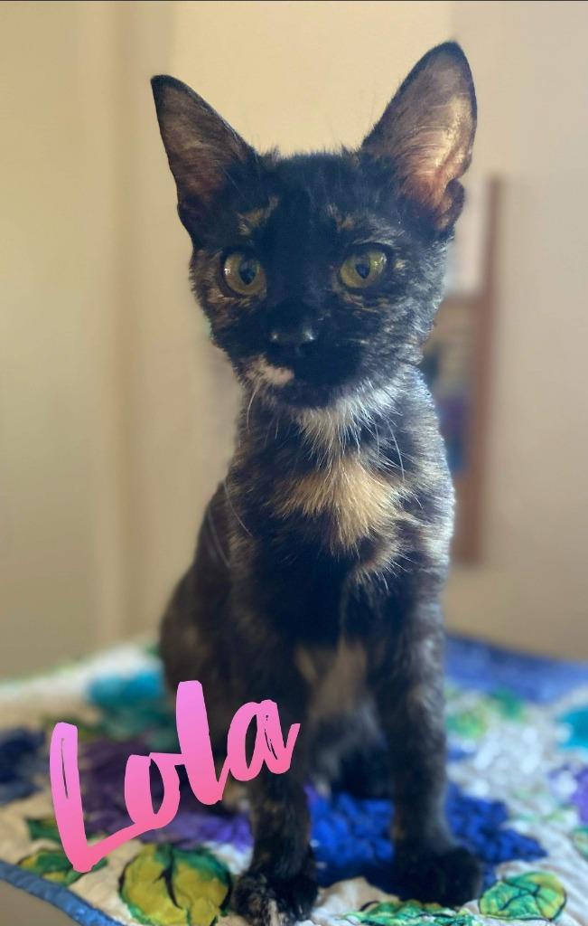 Lola, Adoptable, Adult Female Domestic Short Hair.