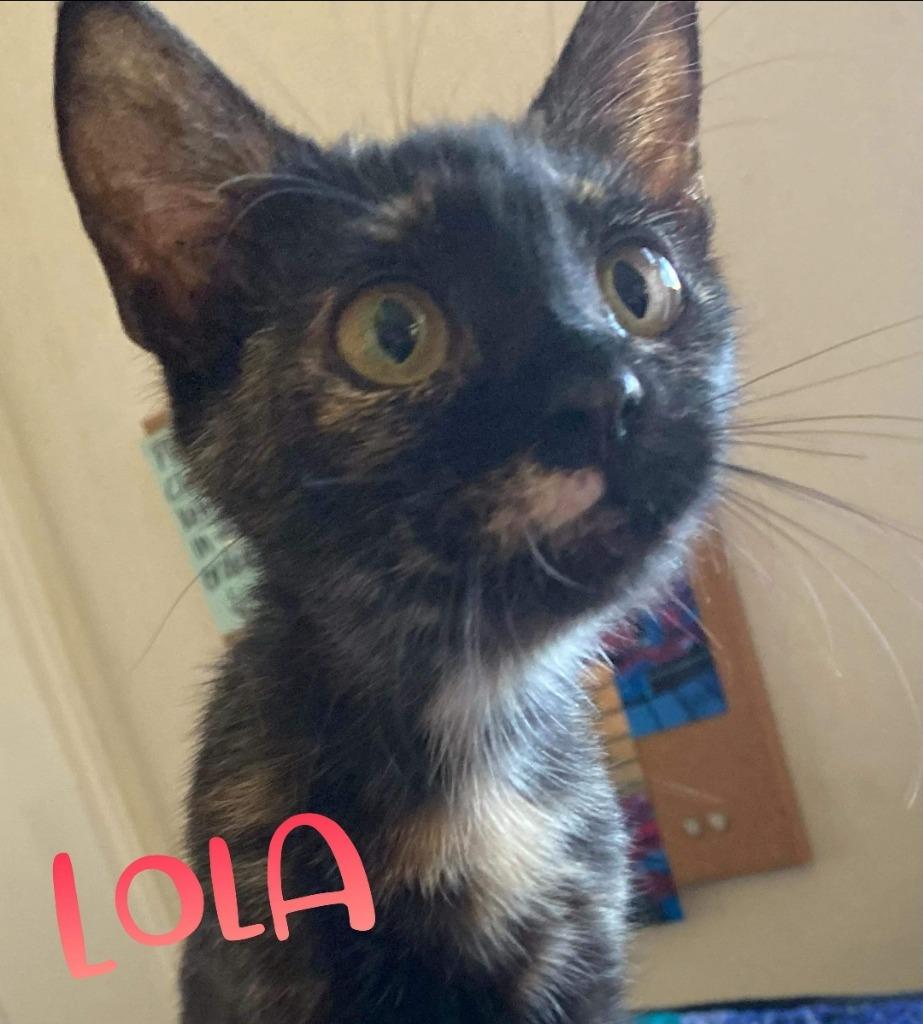 Lola, a Adoptable mixed breed in El Dorado, AR image 2/2