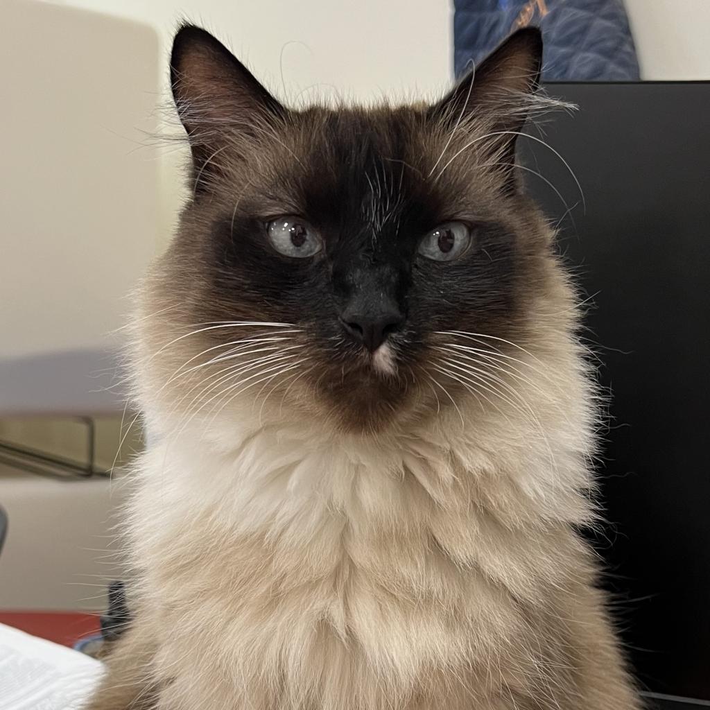 Luigi — thumbnail 2