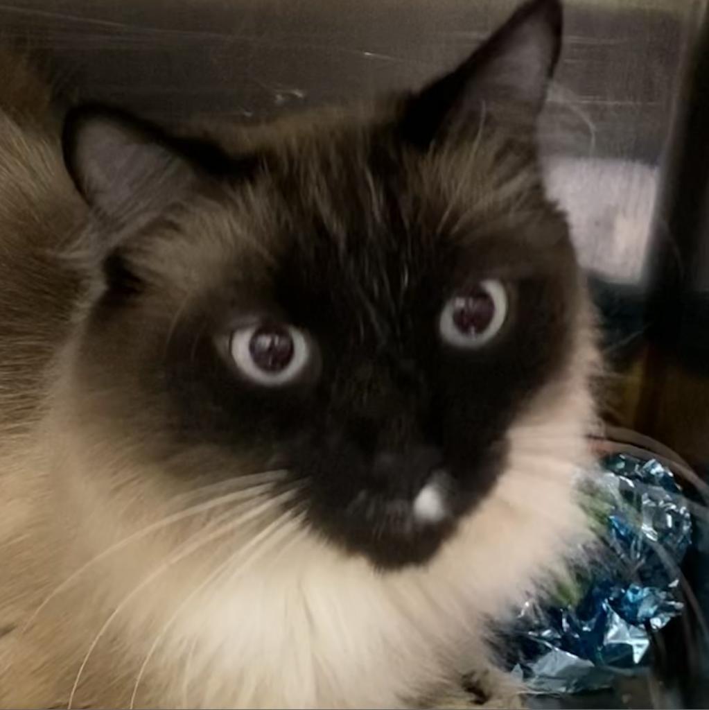 Luigi — thumbnail 4