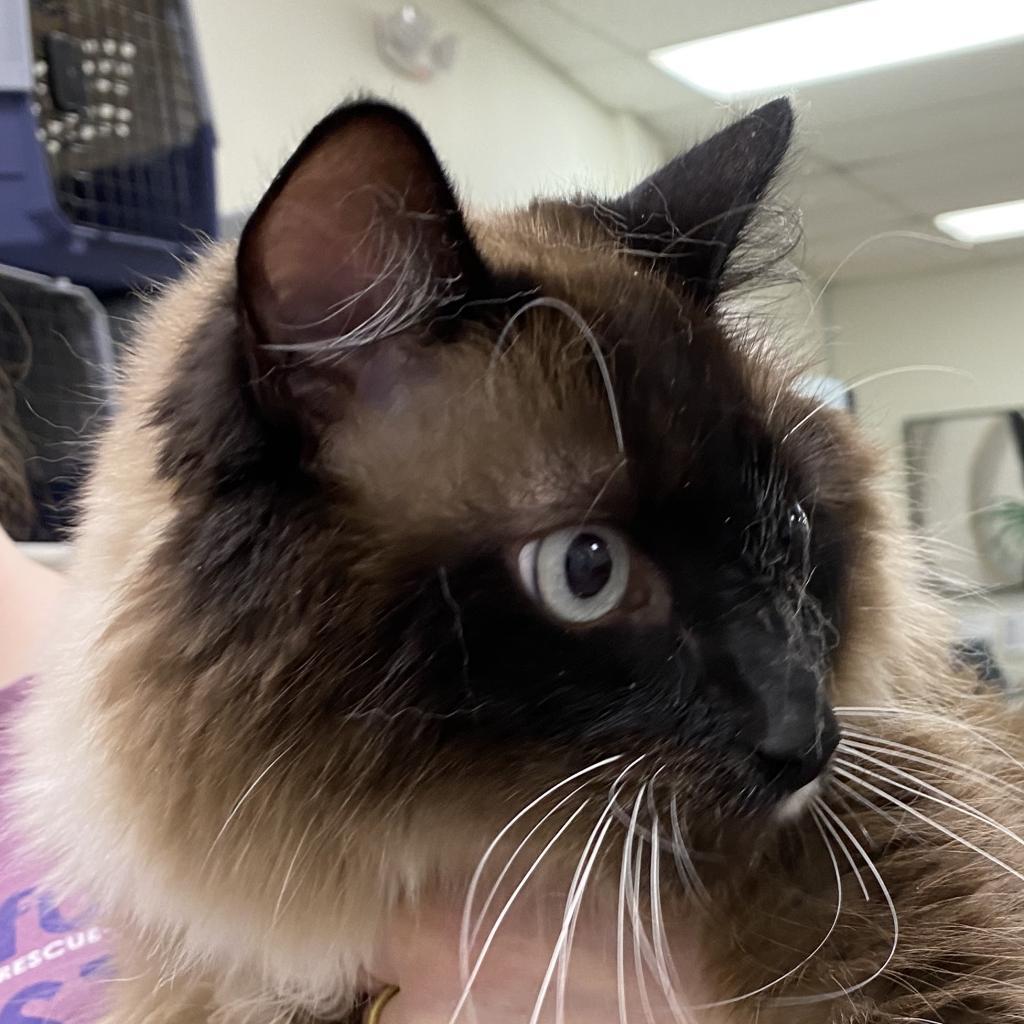 Luigi — thumbnail 6