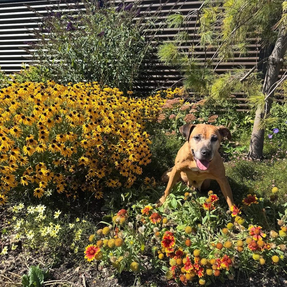 Jaya, Adoptable, Adult Female Mixed Breed.