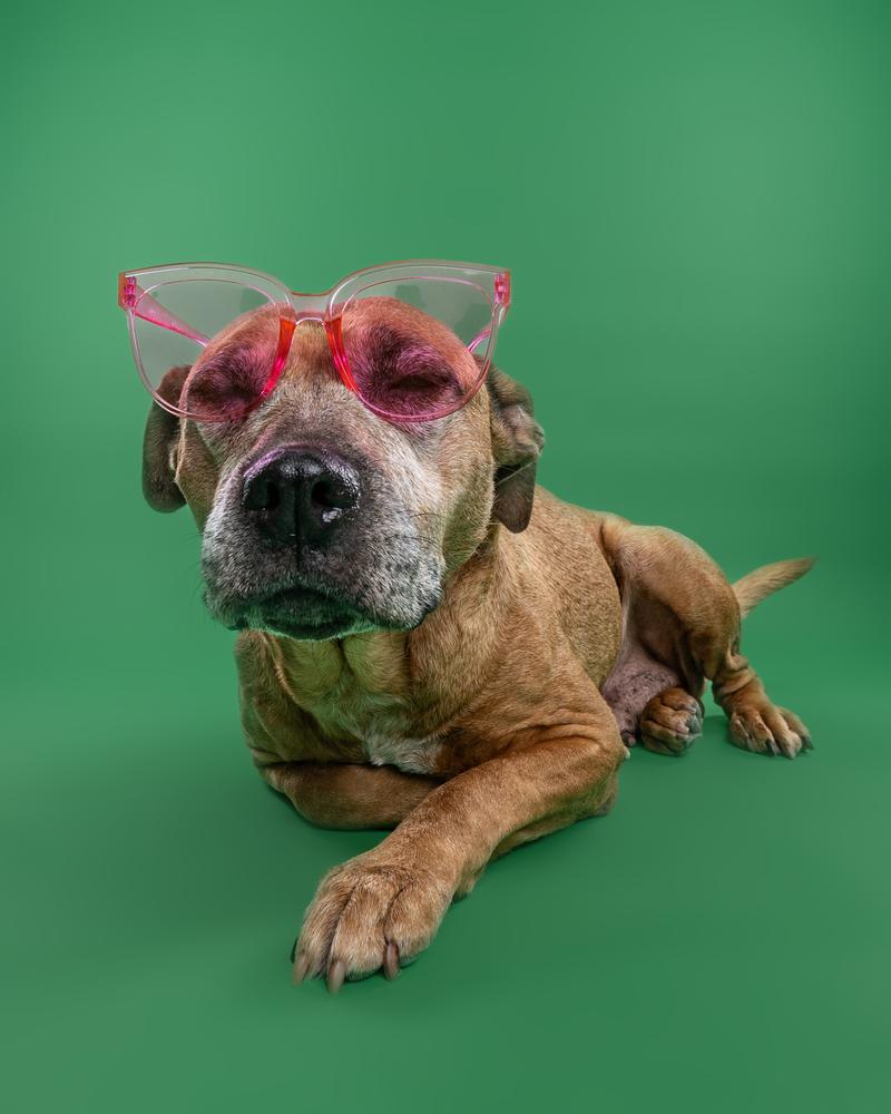 Enlarge Jaya, a Adoptable mixed breed in Clinton Township, MI image 2/3