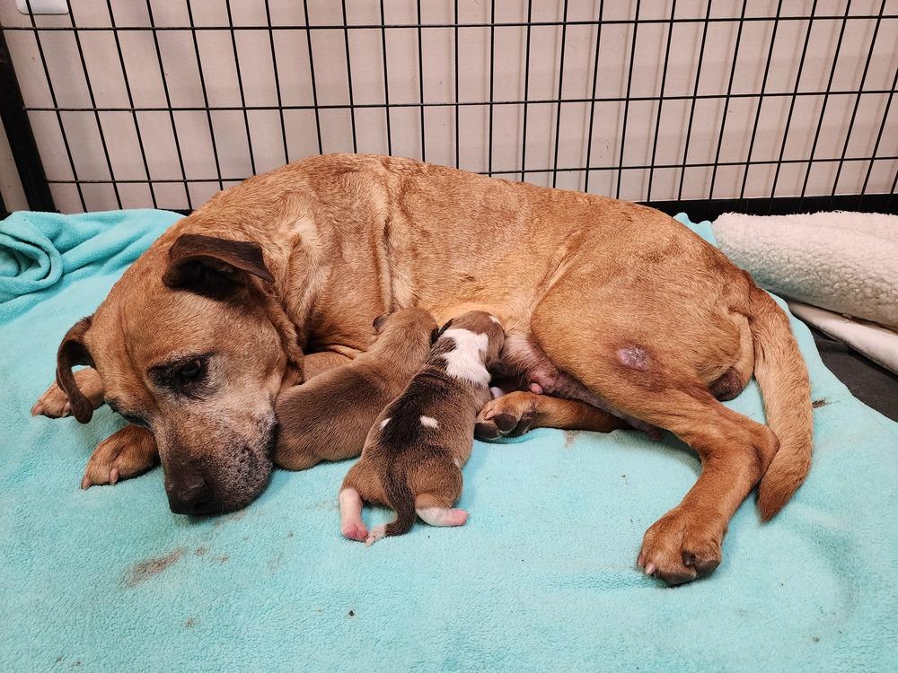 Enlarge Jaya, a Adoptable mixed breed in Clinton Township, MI image 1/5