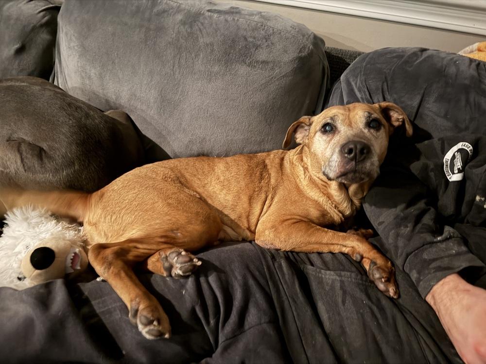 Enlarge Jaya, a Adoptable mixed breed in Clinton Township, MI image 3/3