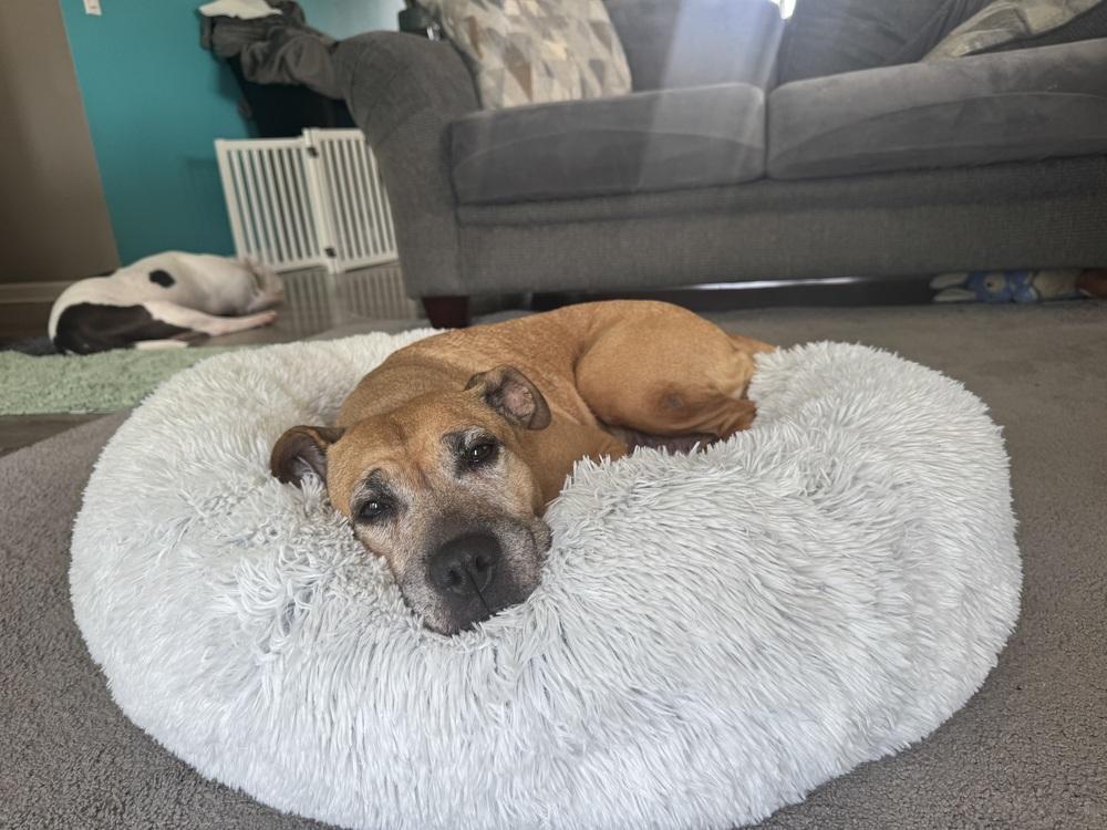 Enlarge Jaya, a Adoptable mixed breed in Clinton Township, MI image 3/5