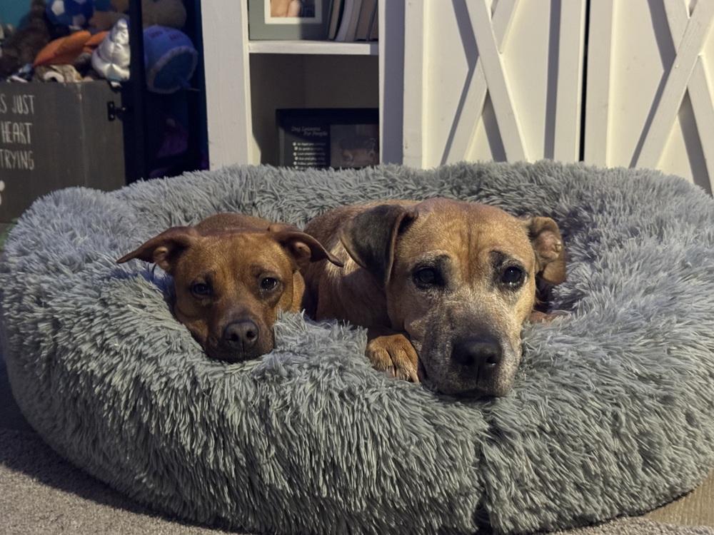 Enlarge Jaya, a Adoptable mixed breed in Clinton Township, MI image 4/5