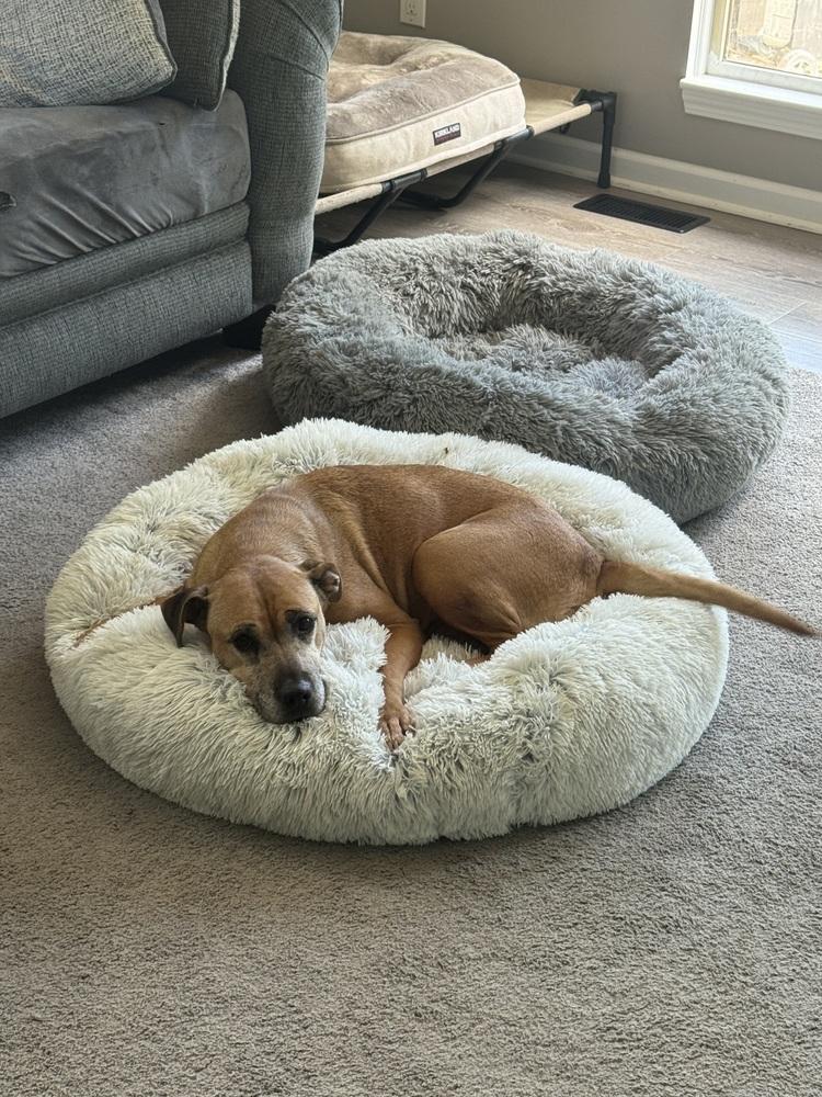 Enlarge Jaya, a Adoptable mixed breed in Clinton Township, MI image 5/5