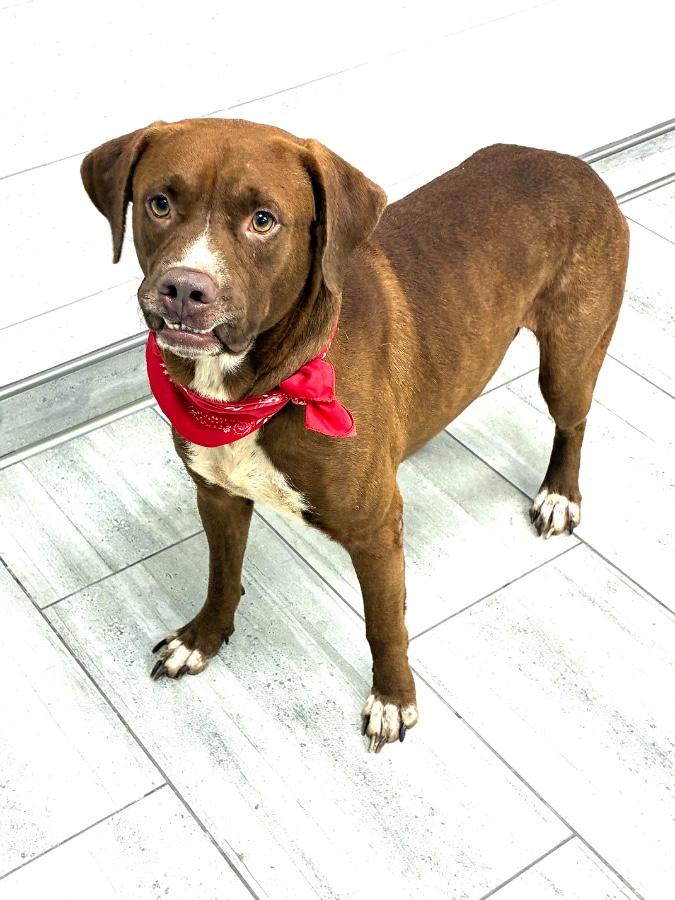 Hammy, Adopted, Young Male Mixed Breed.