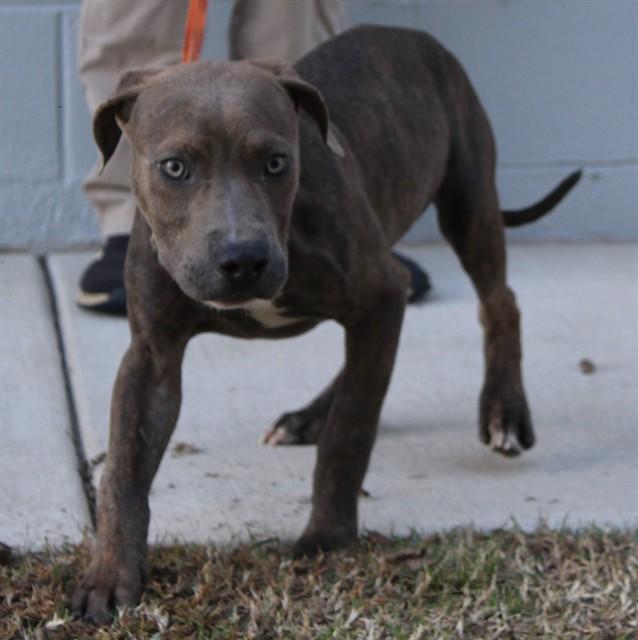 Enlarge BISCUITS MCGRAVY, a Adoptable Pit Bull Terrier in Lexington, SC image 1/1