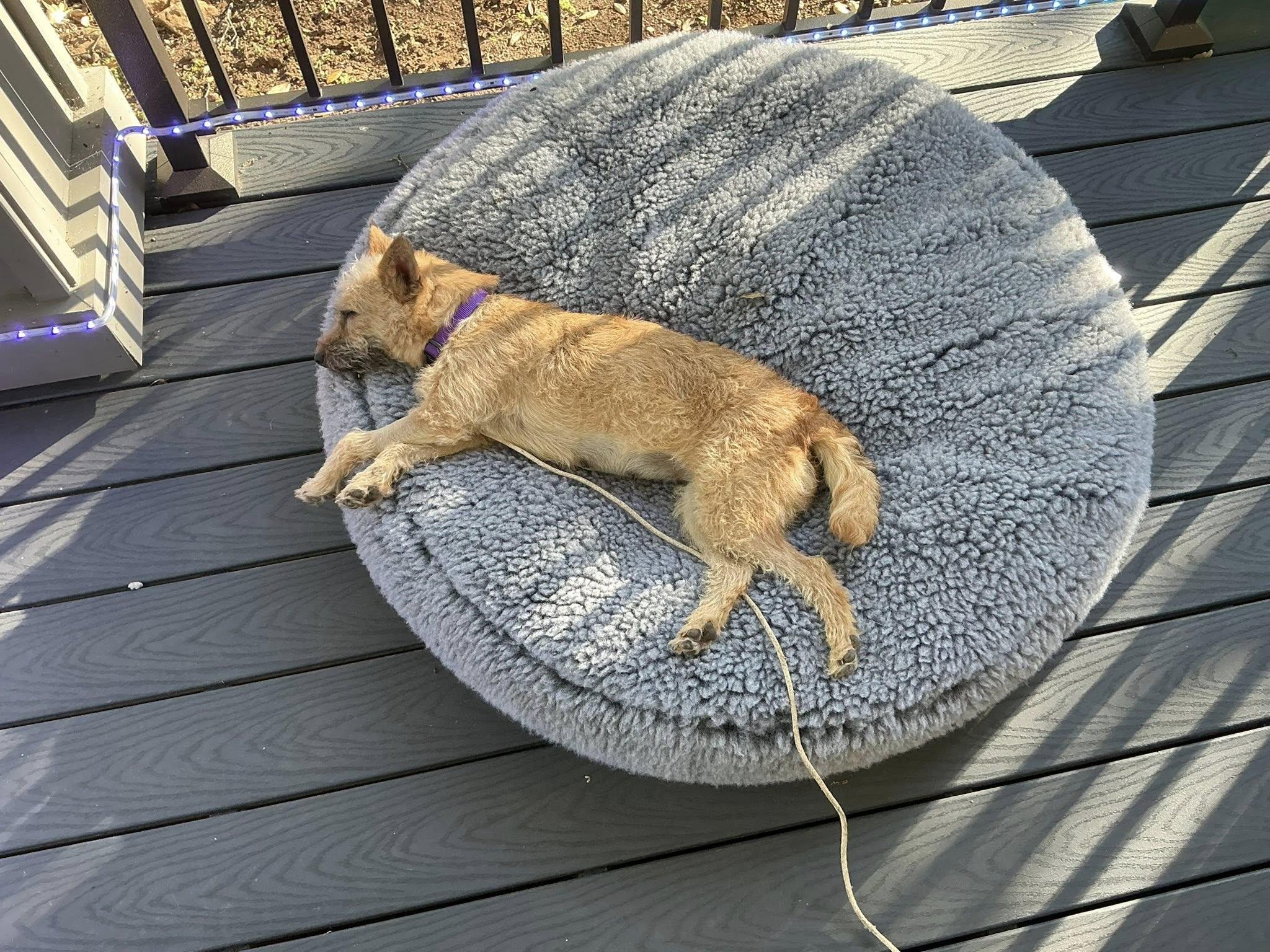 Enlarge Zoe, an adopted mixed breed in Santa Rosa, CA image 6/6