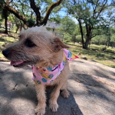 Enlarge Zoe, an adopted mixed breed in Santa Rosa, CA image 1/6