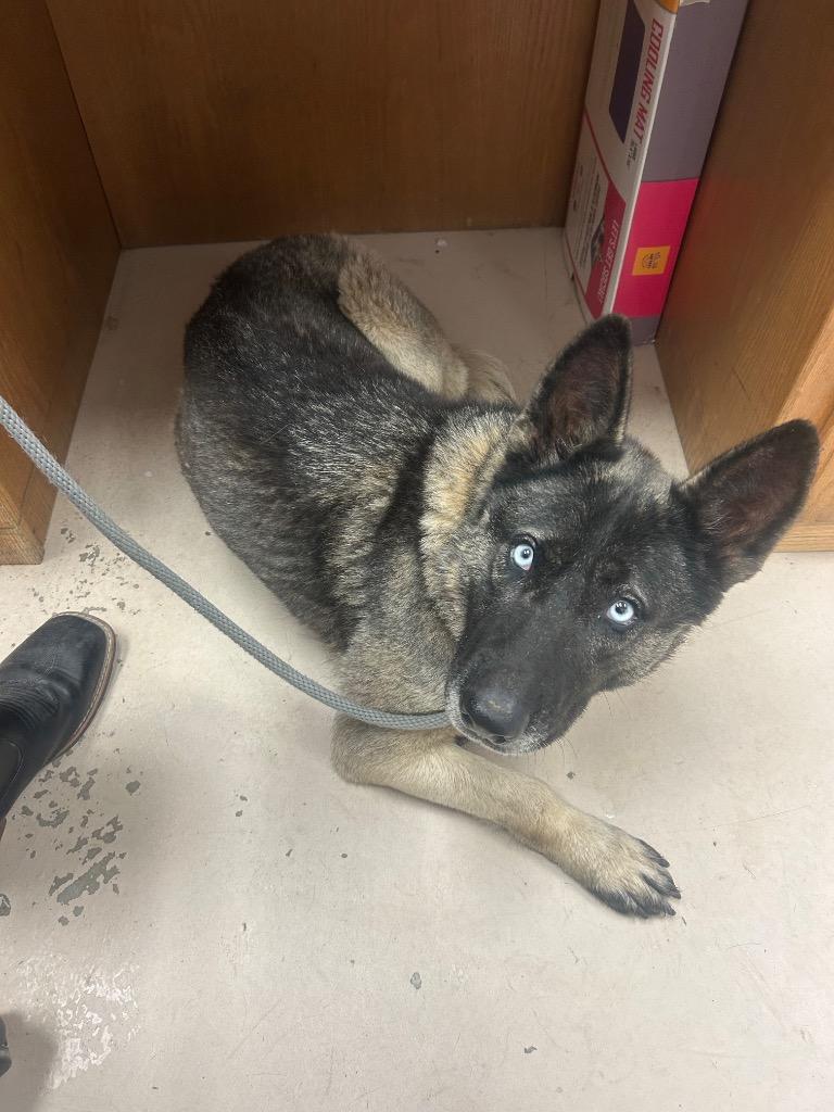 CELESTE**, Adoptable, Adult Female German Shepherd Dog & Husky.