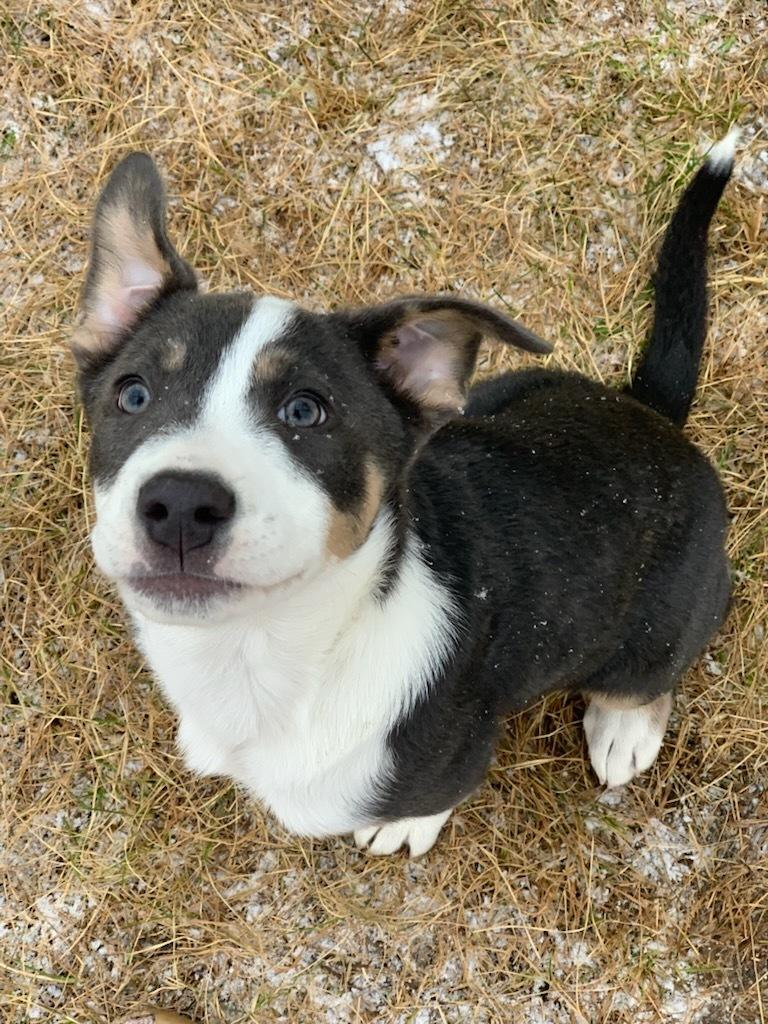 Sara, a Adoptable mixed breed in wetaskiwin, AB image 1/2