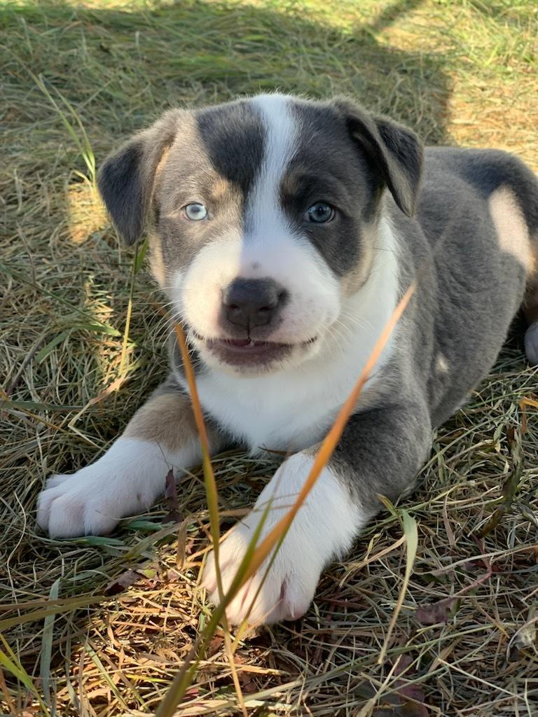 Sara, a Adoptable mixed breed in wetaskiwin, AB image 2/2