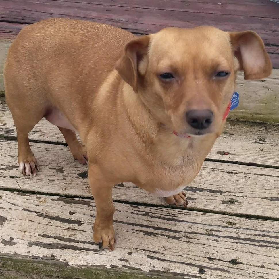 Enlarge Penny, an adopted Chiweenie in Cherry Hill, NJ image 4/5