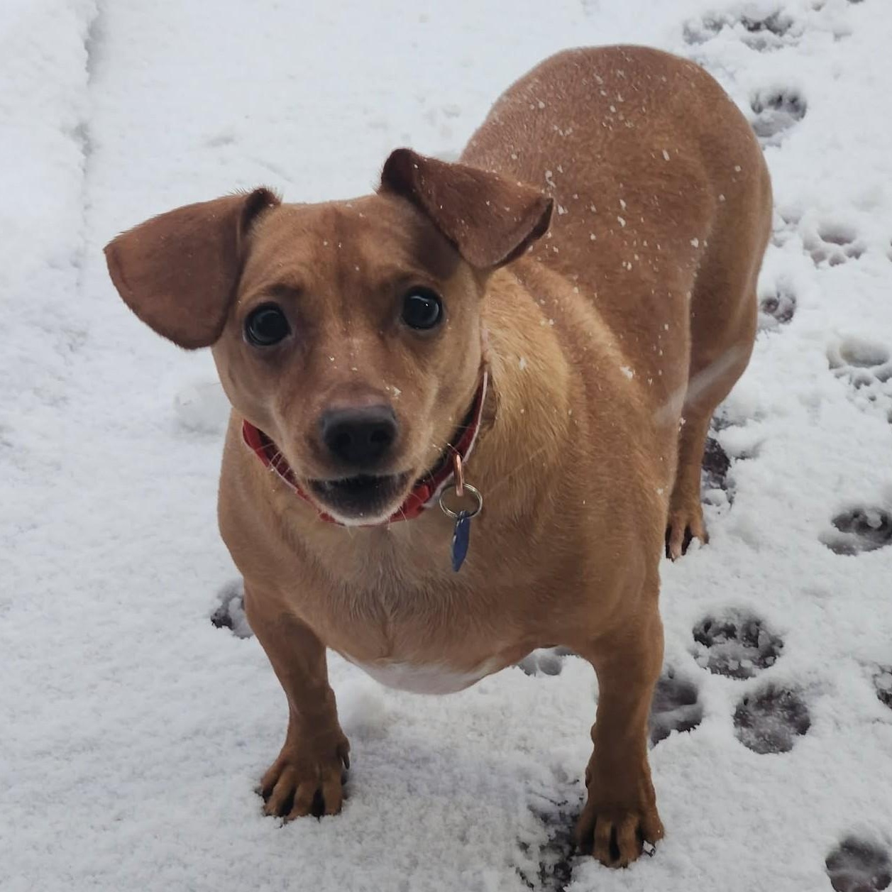 Enlarge Penny, an adopted Chiweenie in Cherry Hill, NJ image 3/5