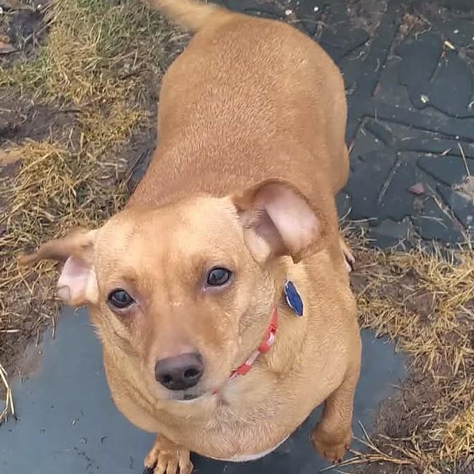 Enlarge Penny, an adopted Chiweenie in Cherry Hill, NJ image 2/5