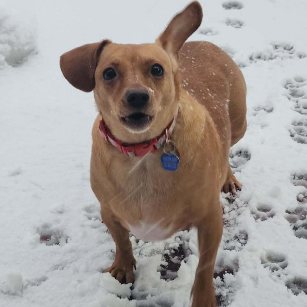 Enlarge Penny, an adopted Chiweenie in Cherry Hill, NJ image 1/5