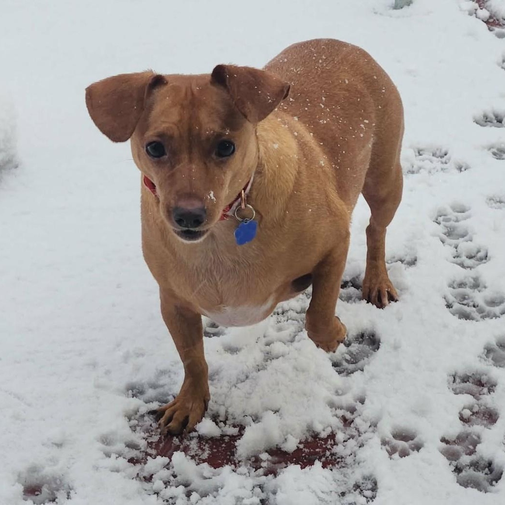 Enlarge Penny, an adopted Chiweenie in Cherry Hill, NJ image 5/5