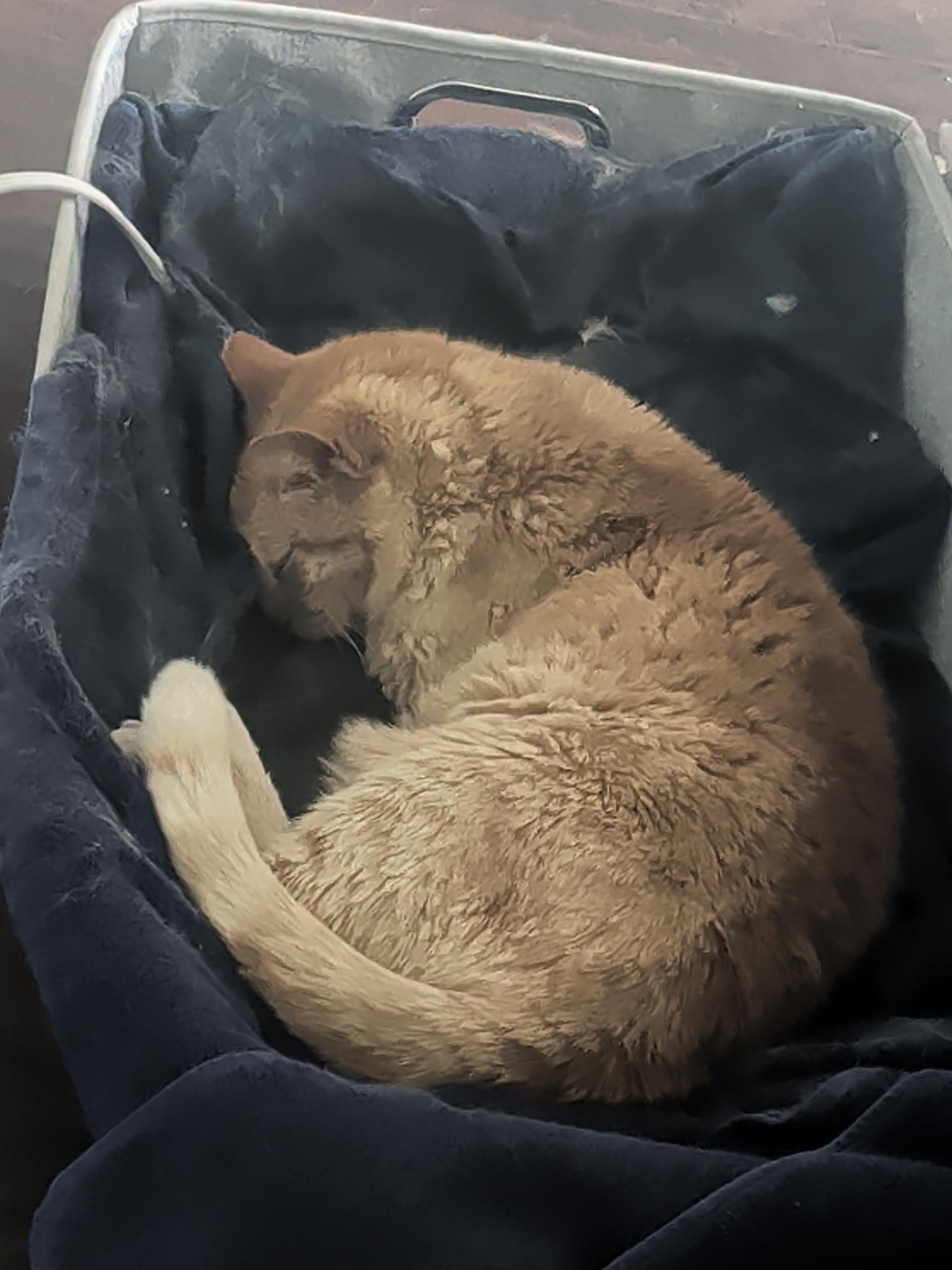 Enlarge Charlie - Senior male, a ADOPTABLE Tabby in San Francisco, CA image 3/4