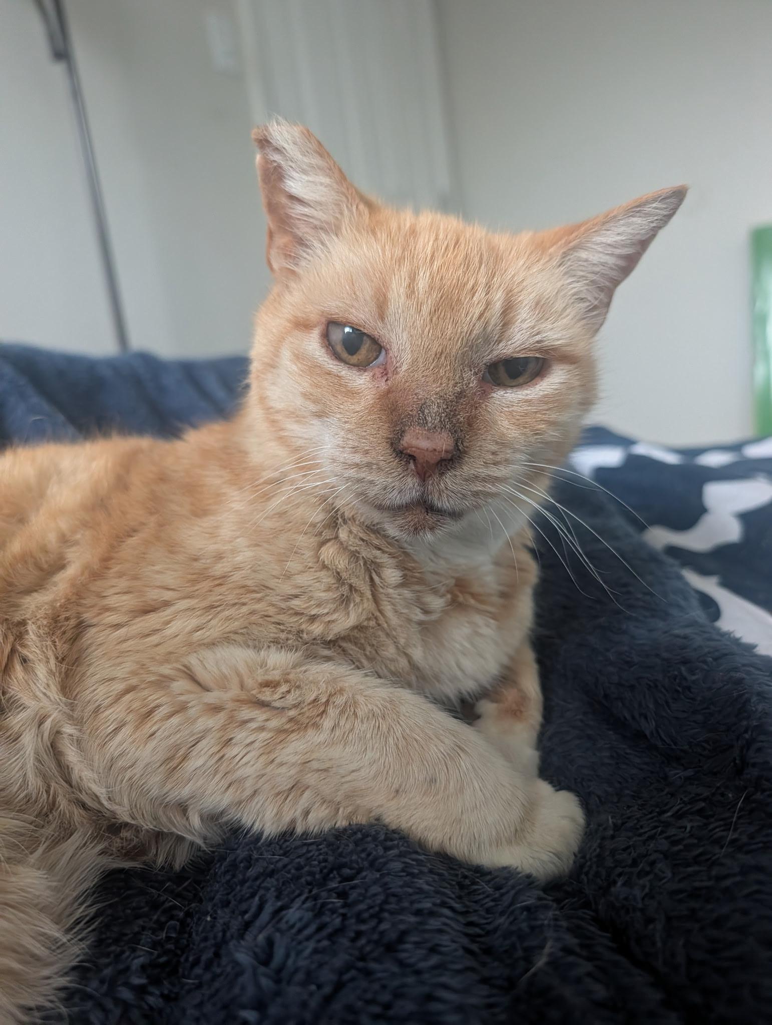 Enlarge Charlie - Senior male, a ADOPTABLE Tabby in San Francisco, CA image 1/4