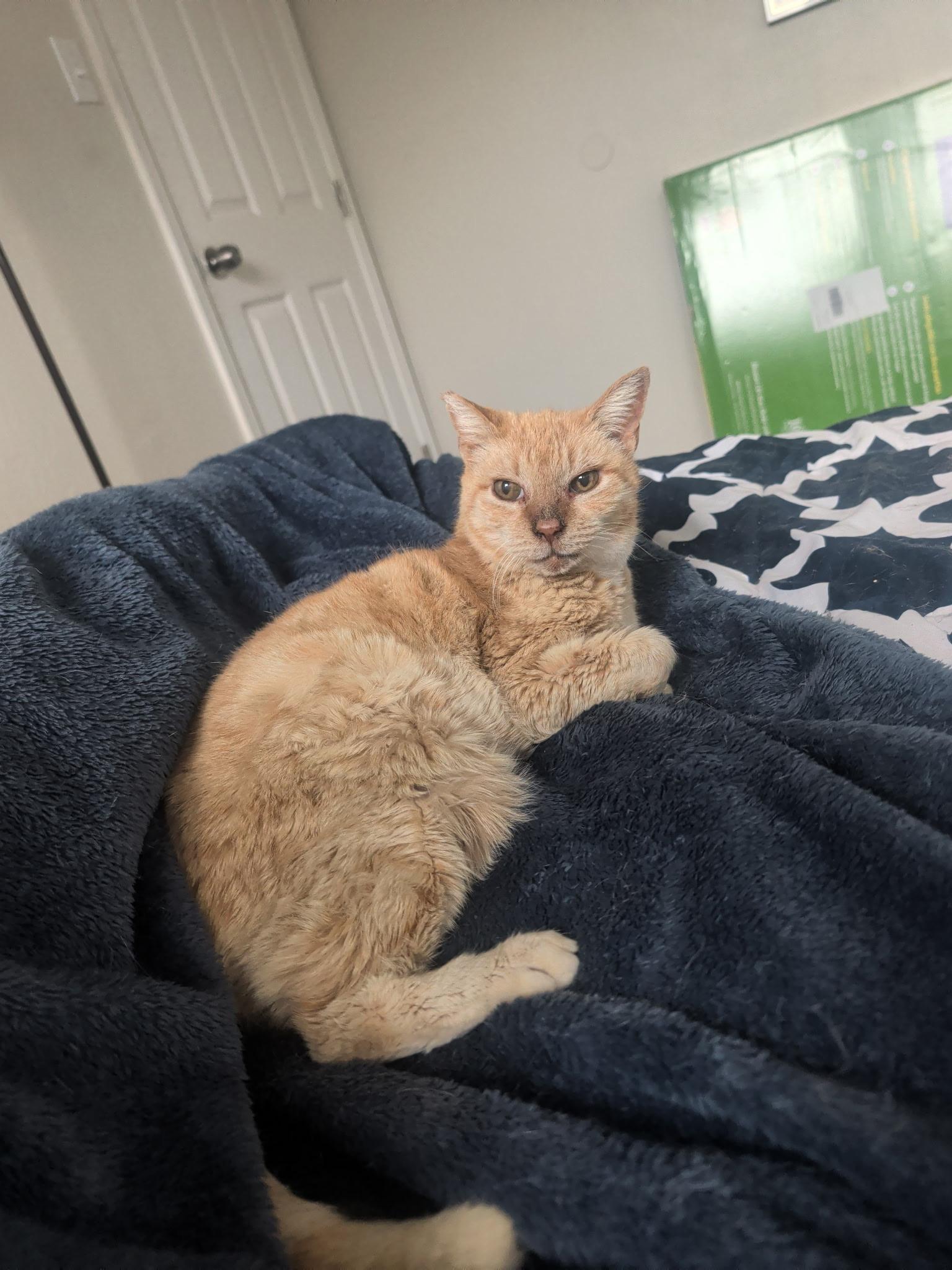 Enlarge Charlie - Senior male, a ADOPTABLE Tabby in San Francisco, CA image 2/4