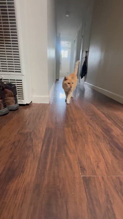 Enlarge Charlie - Senior male, a ADOPTABLE Tabby in San Francisco, CA video 4/4