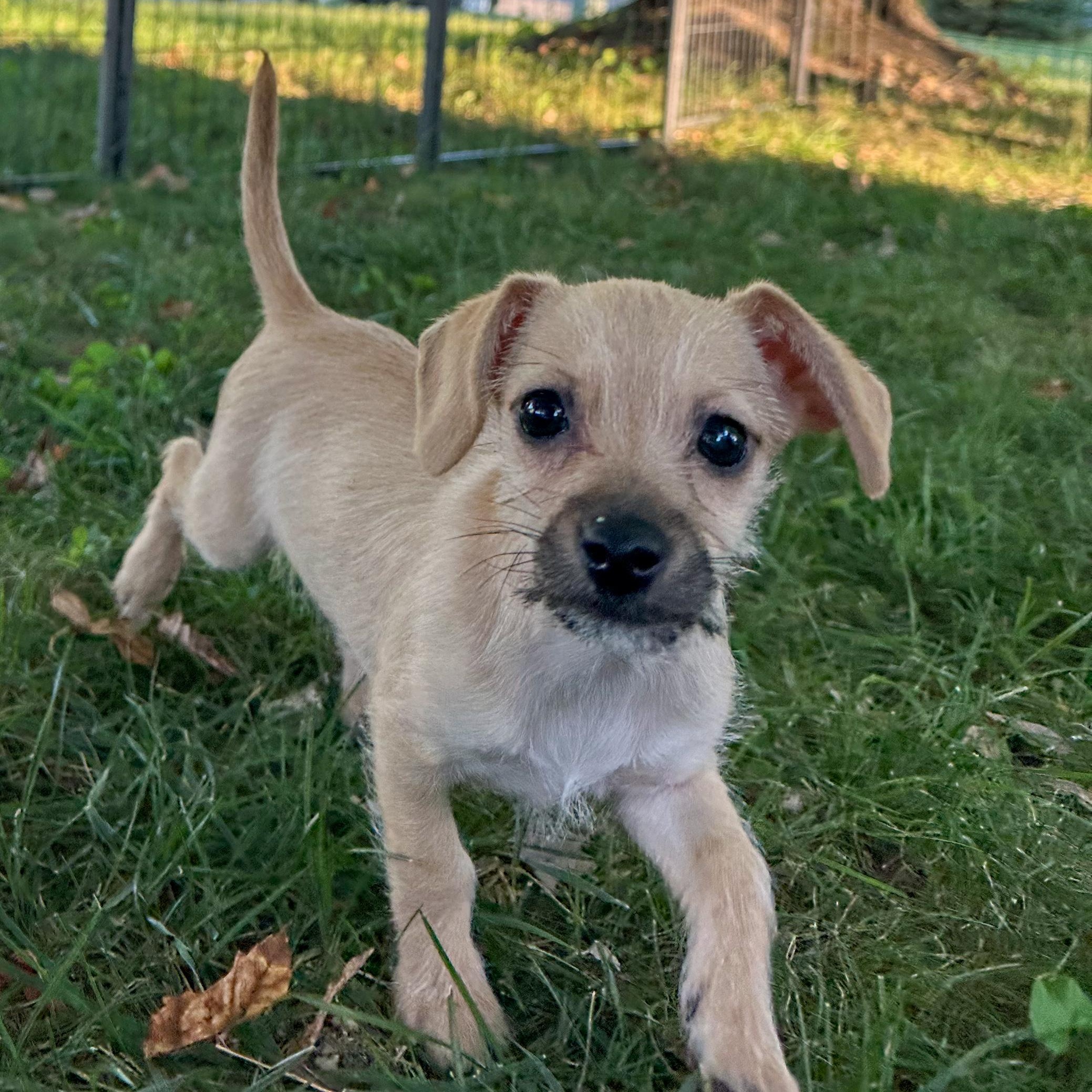 Enlarge Squiggles, a Adopted mixed breed in Indianapolis, IN image 4/5