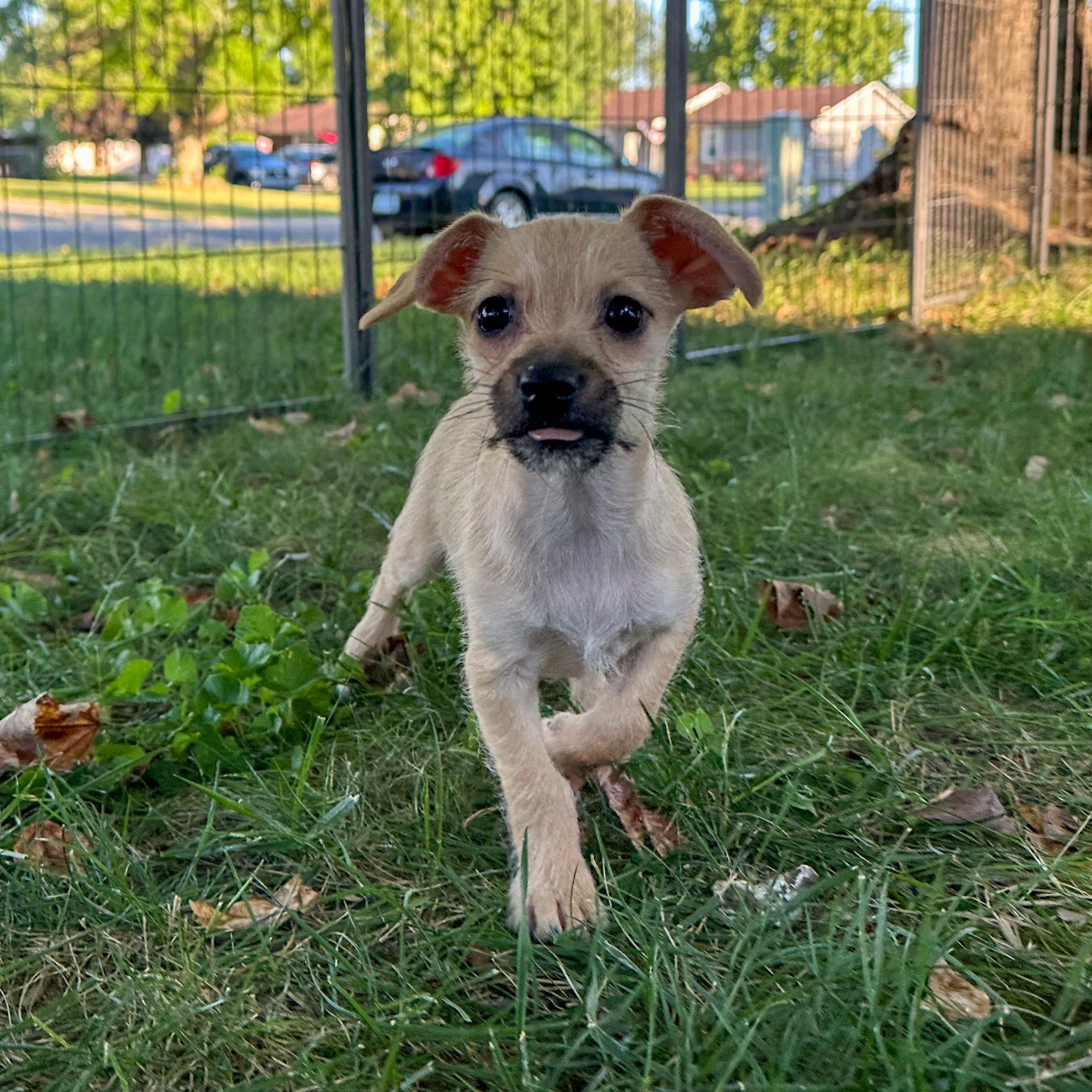 Enlarge Squiggles, a Adopted mixed breed in Indianapolis, IN image 3/5
