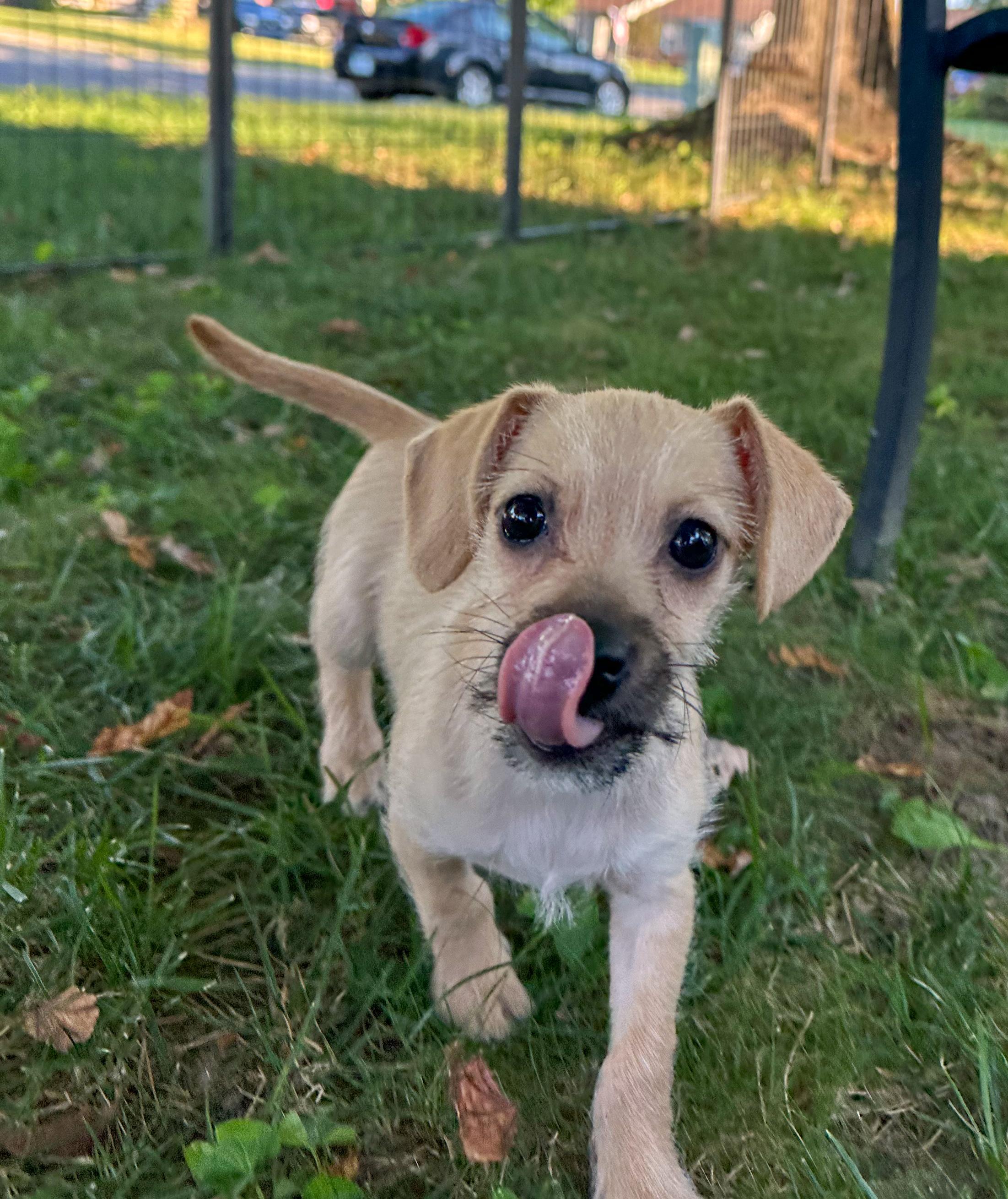 Enlarge Squiggles, a Adopted mixed breed in Indianapolis, IN image 2/5