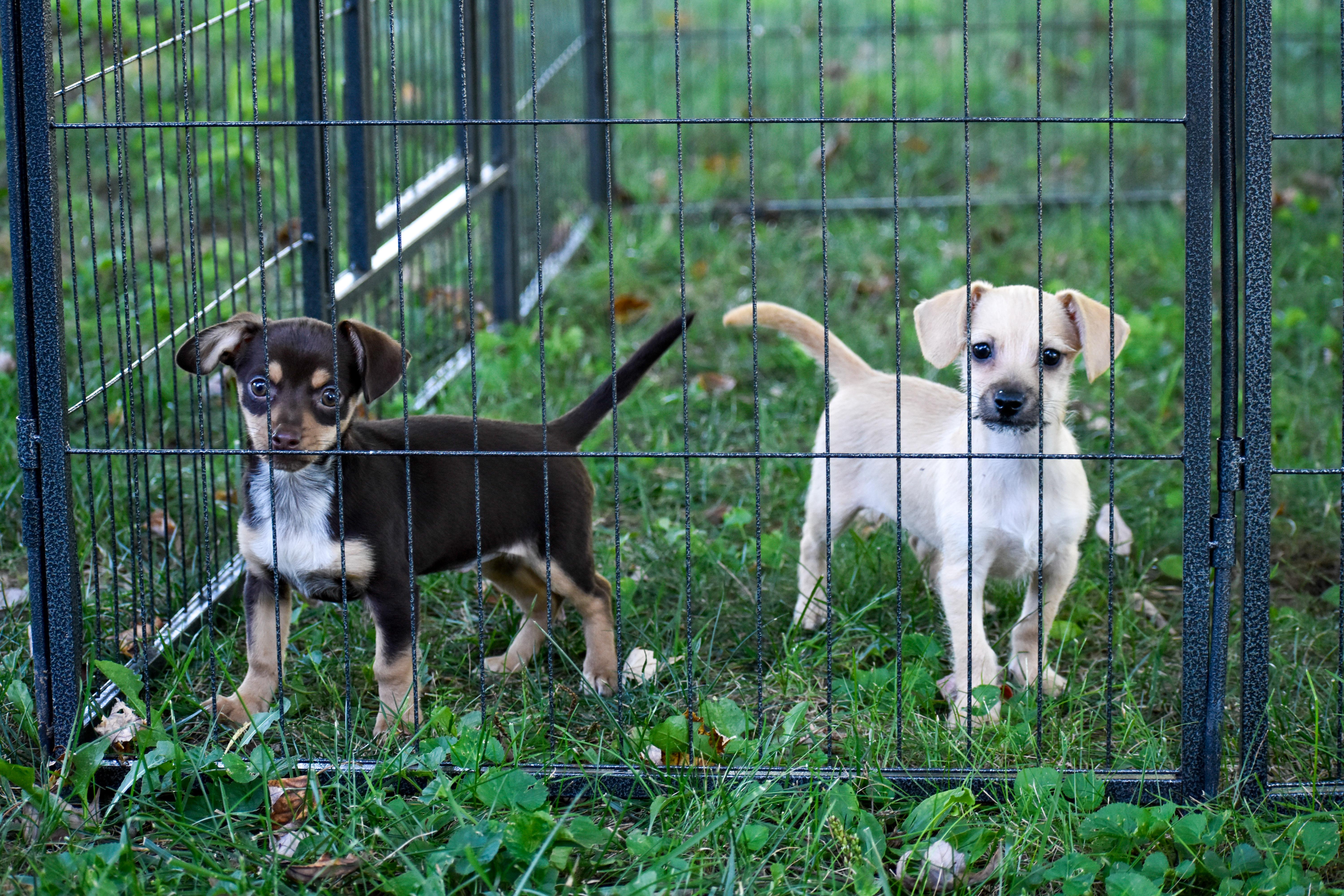 Enlarge Squiggles, a Adopted mixed breed in Indianapolis, IN image 5/5