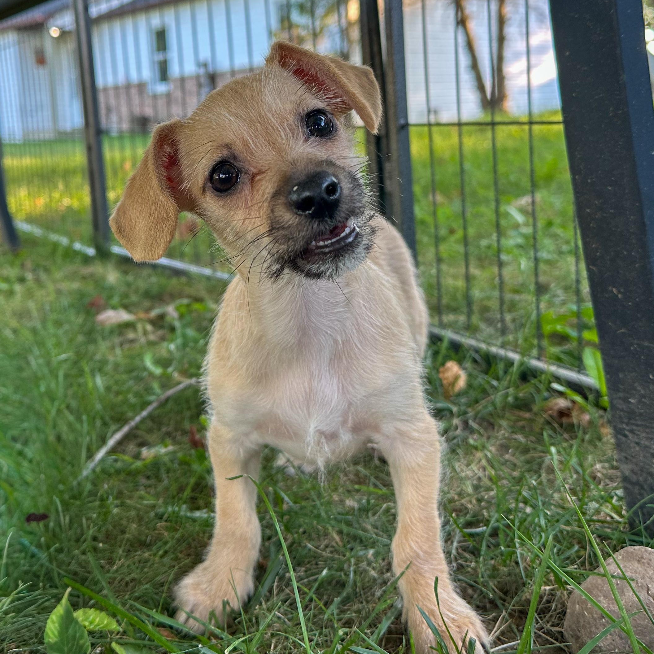 Squiggles, Adopted, Puppy Female Chihuahua & Dachshund.