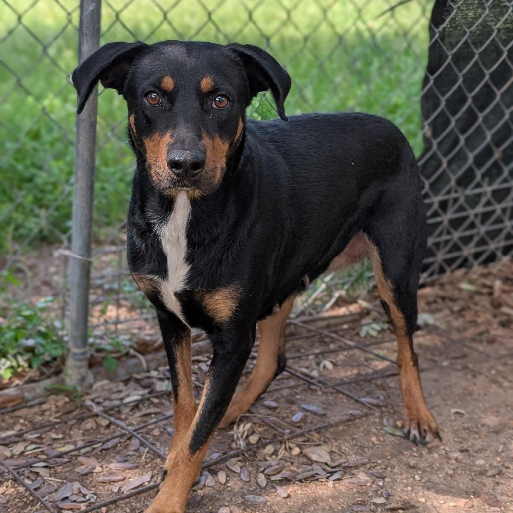 1-Baby, a Adoptable mixed breed in Buchanan Dam, TX image 1/5