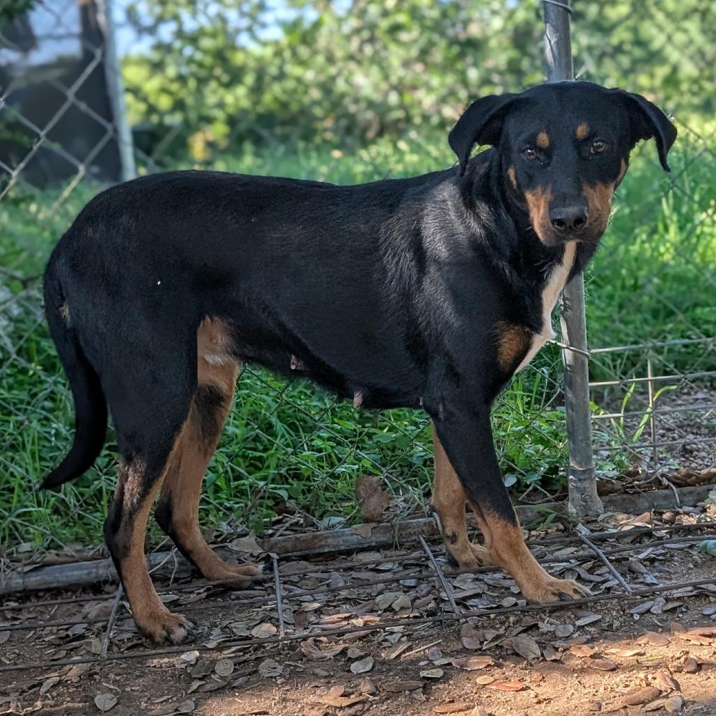 1-Baby, a Adoptable mixed breed in Buchanan Dam, TX image 2/5